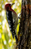 Red-breasted Sapsucker