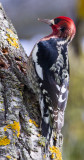 Red-breasted Sapsucker