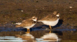 Semipalmated Plovers