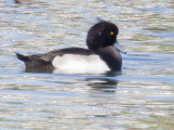 Tufted Duck