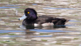 Tufted Duck