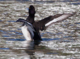 Tufted Duck