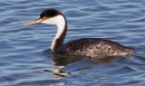 Western Grebe