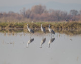 Sandhill Cranes