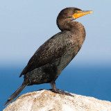 Double-crested Cormorant