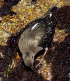 Black Turnstone