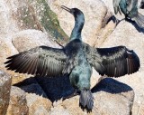 Brandts Cormorant
