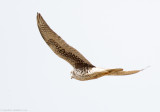 Prairie Falcon