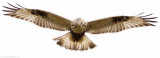 Rough-legged Hawk