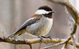 Chestnut-backed Chickadee