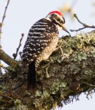Nuttalls Woodpecker