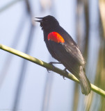 Red-winged Blackbird