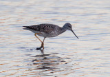 Greater Yellowlegs