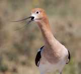 American Avocet