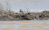 Semipalmated Plover