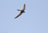 White-throated Swift