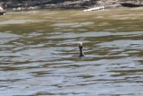 Horned Grebe