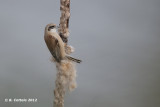 Buidelmees - Eurasian Penduline Tit - Remiz pendulinus