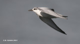 Witwangstern - Whiskered Tern - Chlidonias hybridus