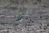 Forbes Plevier - Forbess Plover - Charadrius forbesi