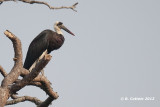 Bisschopsooievaar - Woolly-necked Stork - Ciconia episcopus