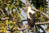 Palmgier - Palm-nut Vulture - Gypohierax angolensis