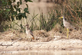 Senegalese Griel & Lelkievit - Senegal Thick-knee & African Wattled Lapwing - Burhinus senegalensis & Vanellus senegallus