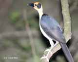 Witnekkraai - Yellow-headed Picathartes - Picathartes gymnocephalus