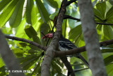 Dwergtok - Red-billed Dwarf Hornbill - Tockus camurus
