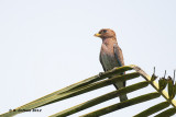 Breedbekscharrelaar - Broad-billed Roller - Eurystomus glaucurus