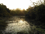 Mole National Park