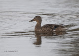 Wilde Eend - Mallard - Anas platyrhynchos