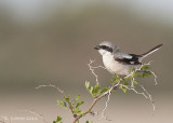 Zuidelijke Klapekster - Southern Grey Shrike - Lanius meridionalis