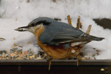 Eurasian Nuthatch (Sitta europaea)