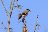 Eurasian Bullfinch (Pyrrhula Pyrrhula)