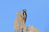 Great Spotted Woodpecker (Dendrocopos Major)