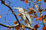 Grey Heron (Ardea Cinerea)