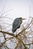 Grey Heron (Ardea cinerea) in winter #1