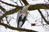 Grey Heron (Ardea cinerea) in winter #5