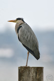 Grey Heron (Ardea cinerea)