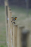  European Robin (Erithacus Rubecula)