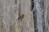  European Robin (Erithacus Rubecula)