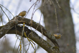 A couple of Eurasian Nuthatch (Sitta europaea)