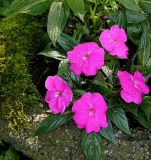 Five Garden Flowers