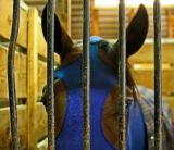 Behind Bars At the fair