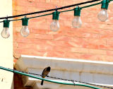 Bulbs