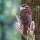 Carolina Wren