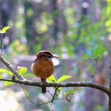 Carolina Wren
