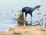 Boat-tailed Grackle