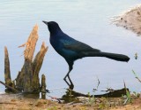 Boat-tailed Grackle